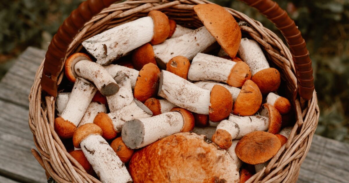 Come conservare i funghi porcini Donna Moderna