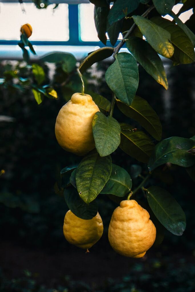 pianta di limoni in casa