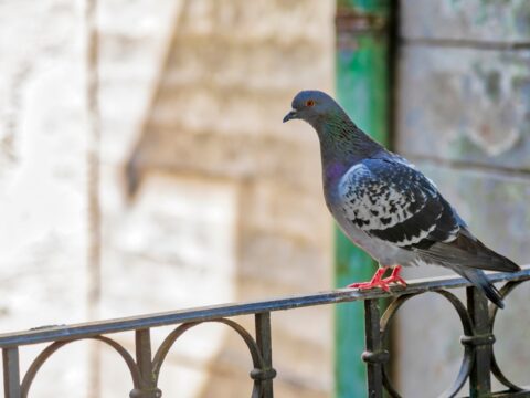 Come rimuovere gli escrementi dei piccioni dal balcone
