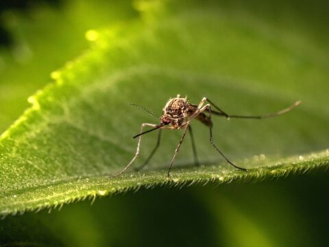 Zanzare in giardino: consigli per sopravvivere