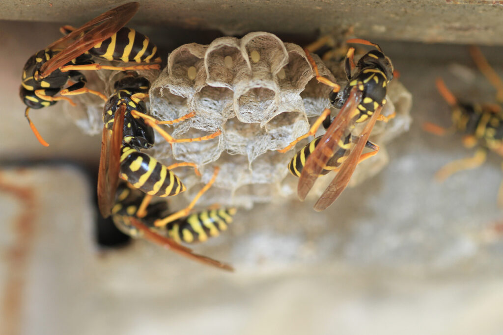 Come fare a rimuovere un nido di vespe