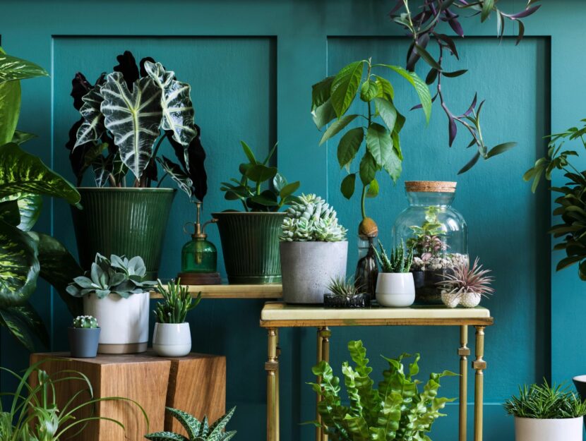 piante succulente in vaso