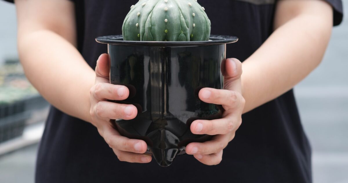 Questo potrebbe essere il periodo giusto per appassionarti ai cactus