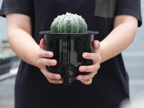 Perché questo potrebbe essere il periodo giusto per appassionarti ai cactus