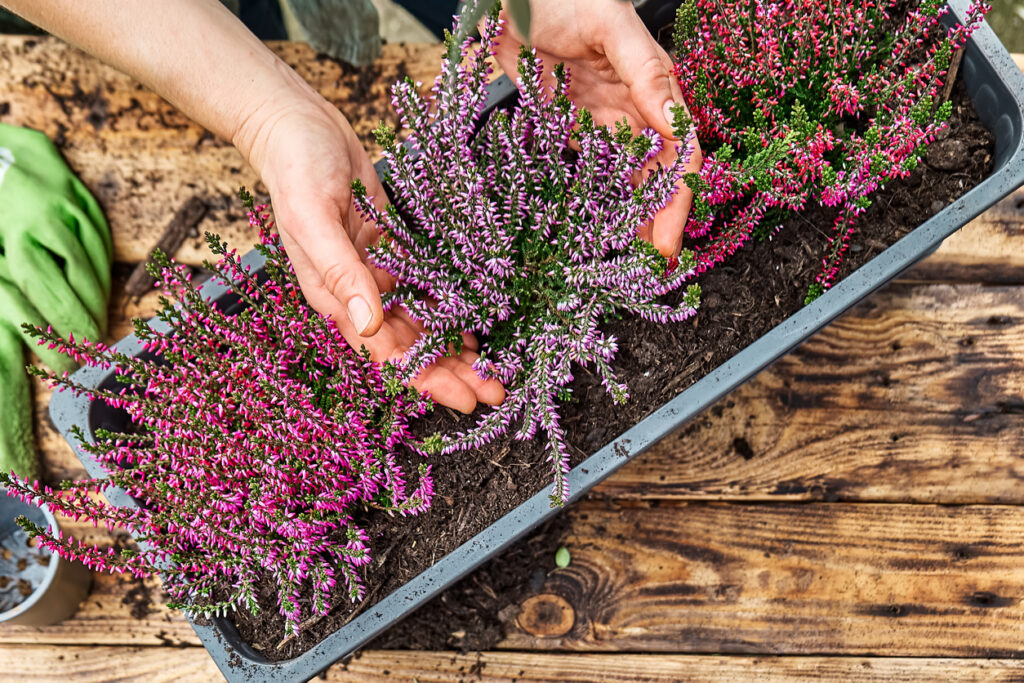 Fiori autunnali: 10 piante fiorite per il balcone a settembre