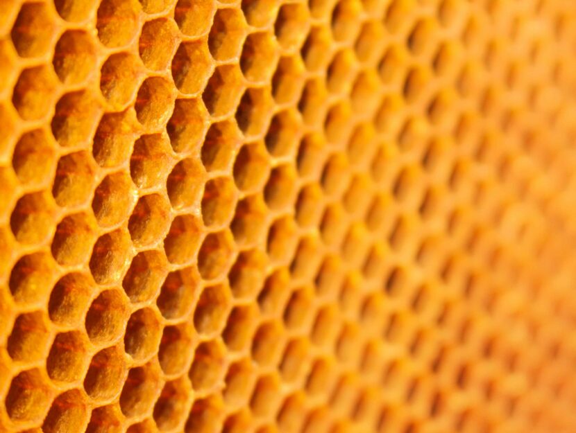 cellette api alveare apiterapia