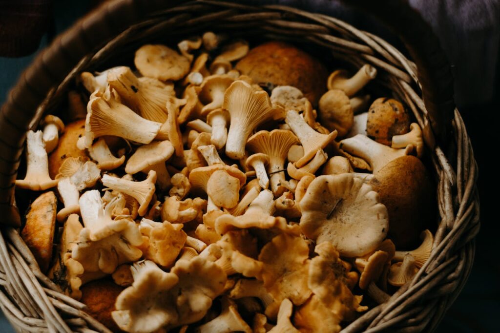 cesto pieno di funghi finferli