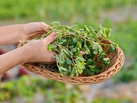 Gli usi in cucina della portulaca