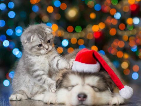 Cani e gatti, perché non sono un regalo di Natale