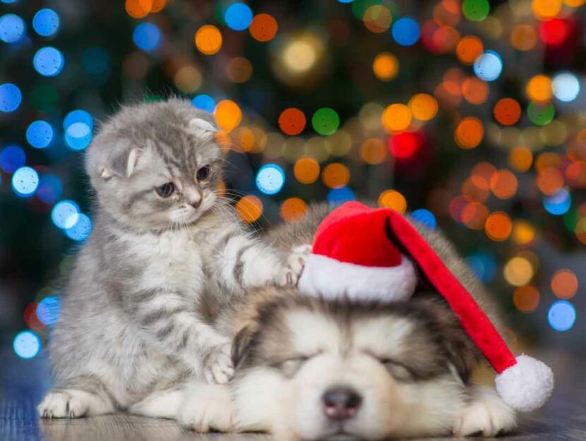 cane-gatto-natale