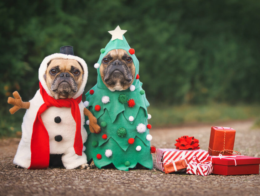 Cani e gatti, perché non sono un regalo di Natale