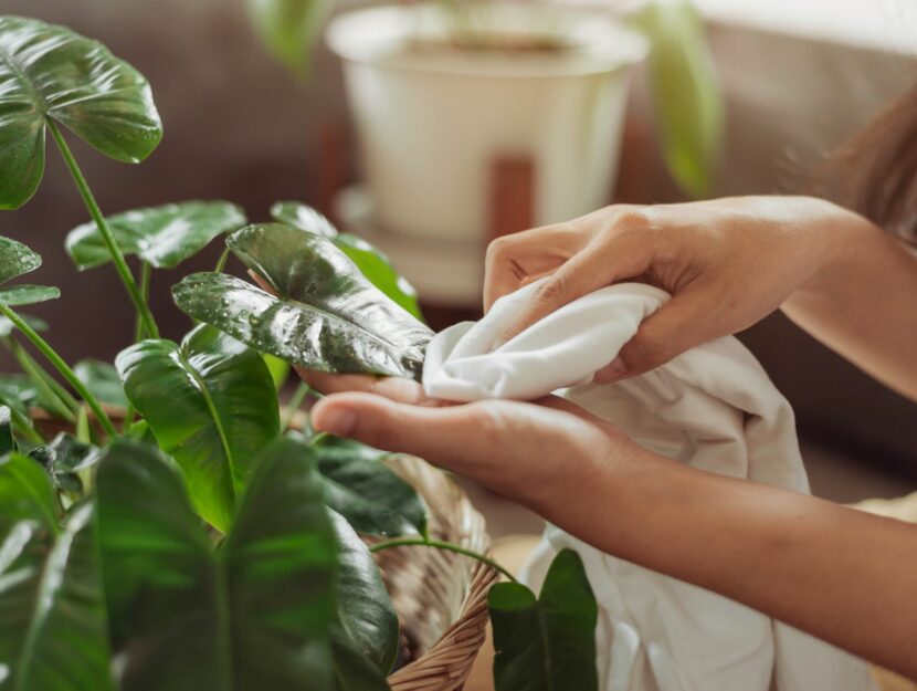 Mani con un panno si occupano di pulire le foglie delle piante in casa