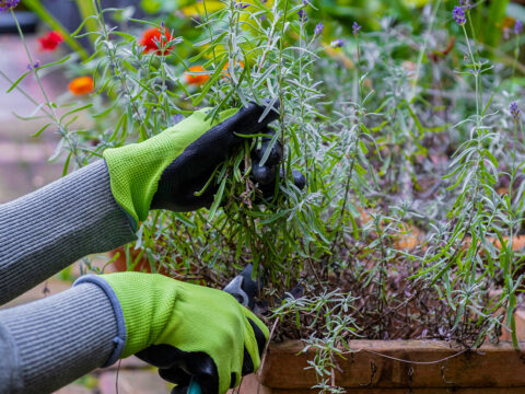 Potatura piante: come prepararsi all’inverno