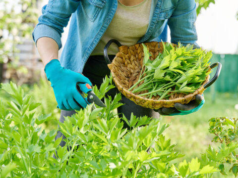 Levistico: proprietà, benefici e usi in cucina