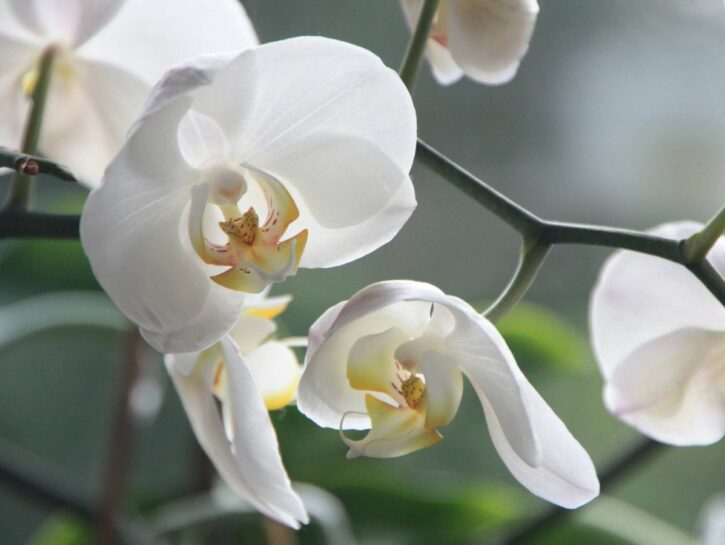 Come recuperare l'orchidea rimasta senza radici
