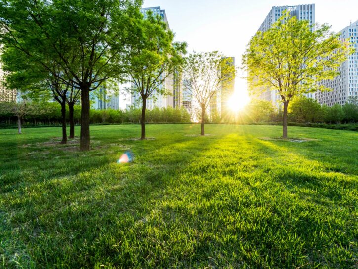 Alberi in città, la regola del benessere è 