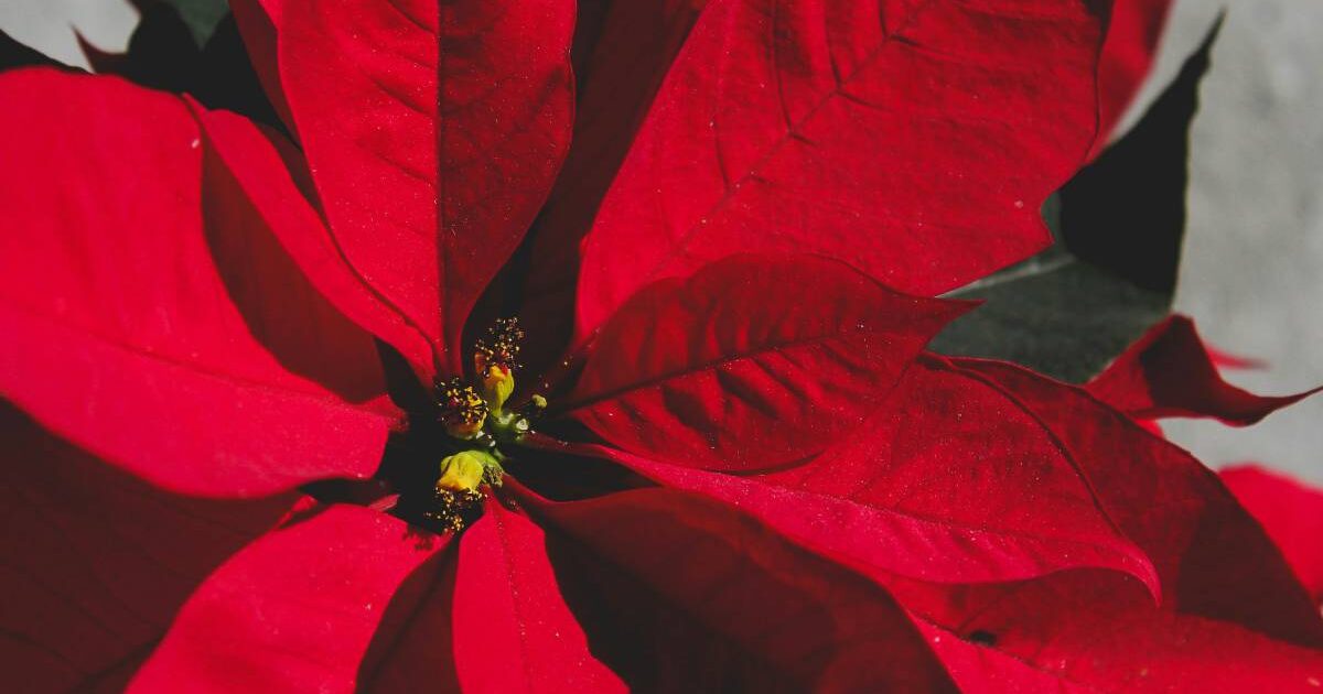  -il-momento-della-stella-di-Natale-tutte-le-dritte-per-farla-durare-tutto-l-anno
