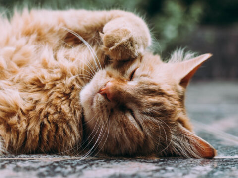 Come riparare il tiragraffi del tuo gatto