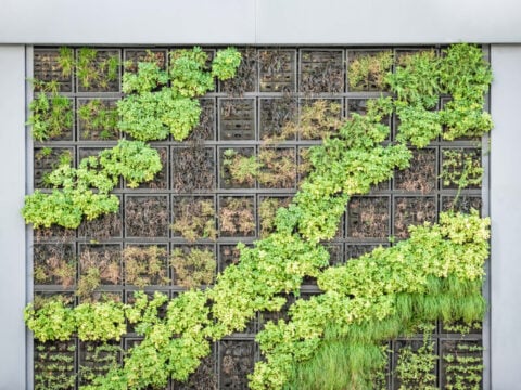 Come realizzare un giardino verticale fai da te