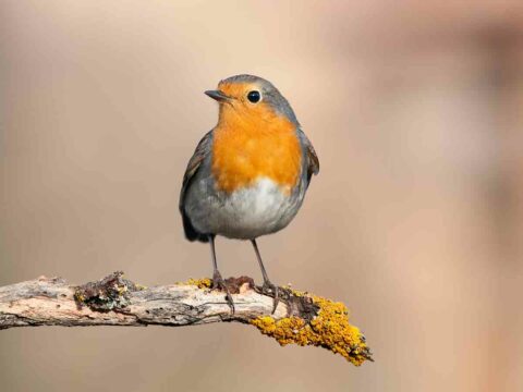 Il pettirosso può essere attirato in giardino: cosa devi sapere