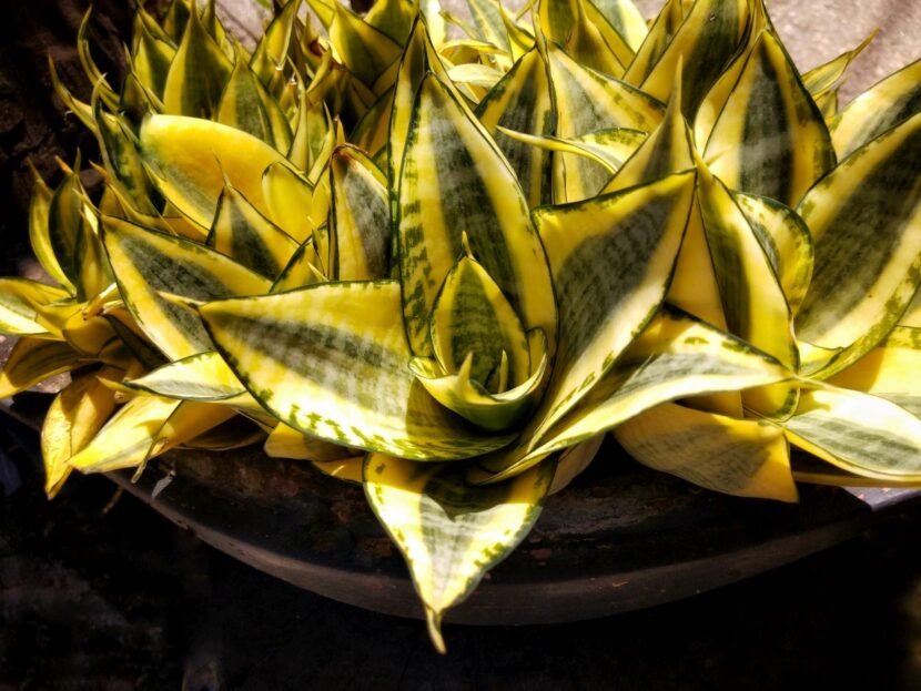 Sanseveria