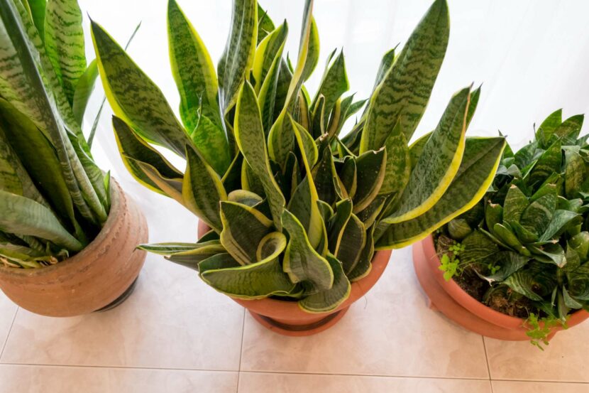 Sanseveria