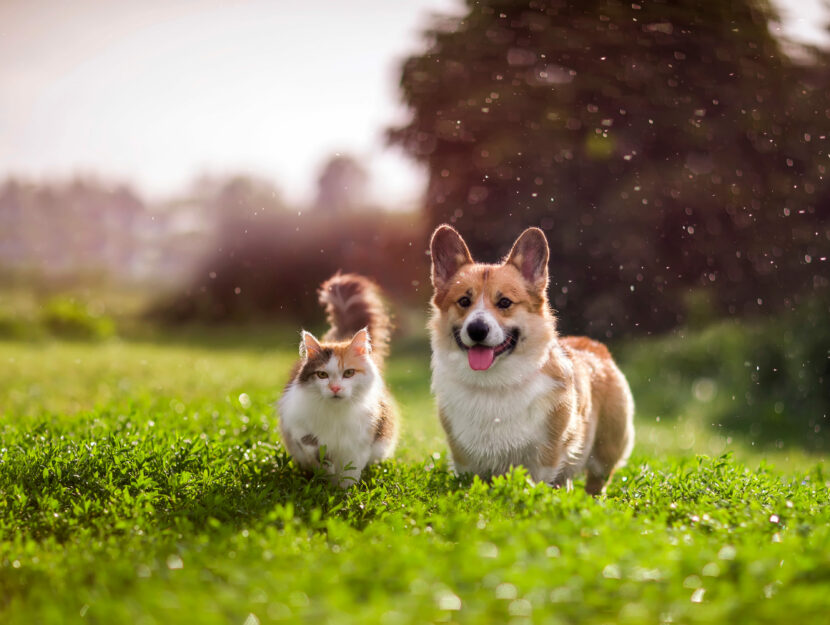 Un gatto e un cane corrono in un giardino