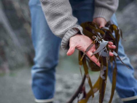 Plastica addio: ora il packaging si fa con le alghe