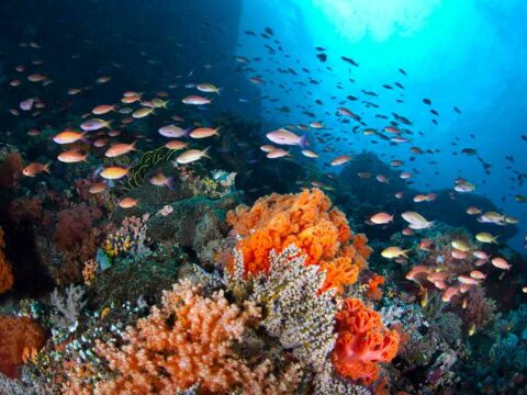 Le barriere coralline cantano: l’Intelligenza artificiale le capisce
