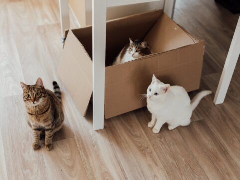 Come costruire una casetta di cartone per i gatti
