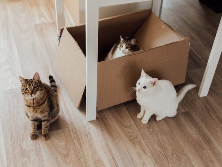 Come costruire una casetta di cartone per i gatti