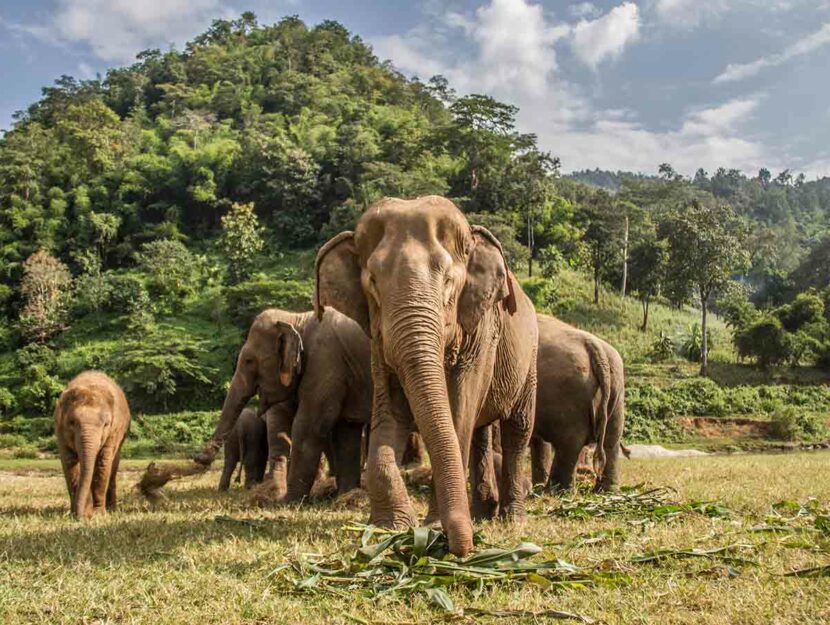 Gli elefanti sono a rischio di estinzione