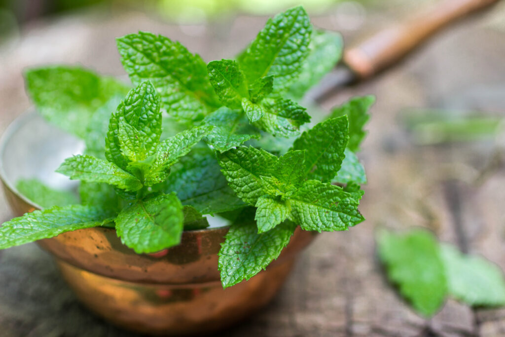 CAMBIO DIREZIONE CON L'AUTOPRODUZIONE!: INSETTI E MOSCERINI ADDIO! METODO  NATURALE