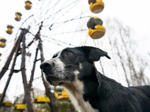 Mutazioni nei cani di Chernobyl: la ricerca