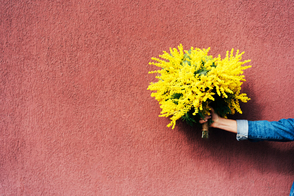 Alla scoperta della mimosa: perché è il simbolo dell'8 marzo e come si coltiva