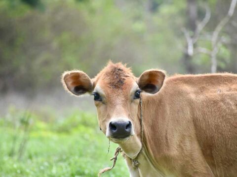 Carne sintetica: cos’è, pro e contro