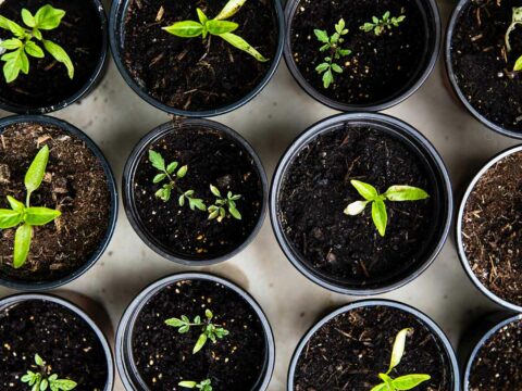 Siccità: anche l’agricoltura deve cambiare