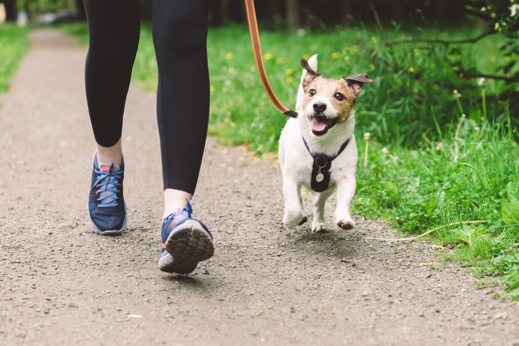 10 errori da evitare quando porti il tuo cane a passeggio