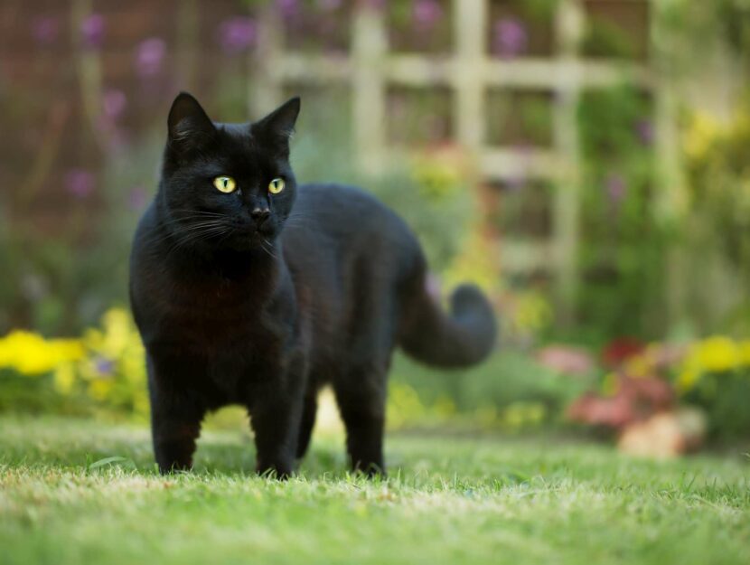 Giornata del Gatto, 17 febbraio