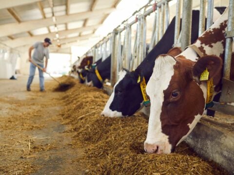 Clima, perché limitare la produzione di carne