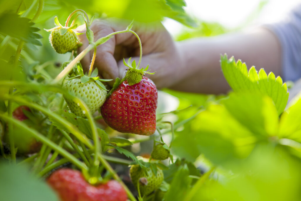 La stagione delle fragole è arrivata: come sceglierle e tutte le ricette