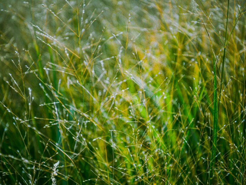 Come liberarsi delle erbacce dai viali in giardino senza utilizzare i  diserbanti - Donna Moderna