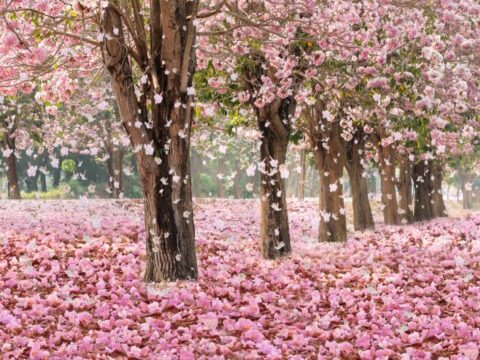 10 piante che fioriscono in primavera