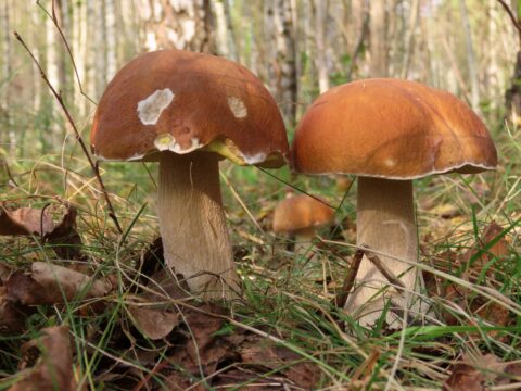 Come conservare i funghi porcini