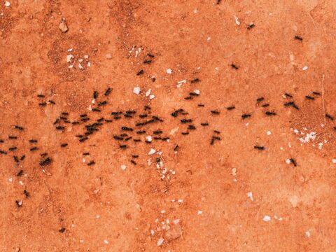 Come allontanare le formiche dal tuo giardino e proteggere le piante