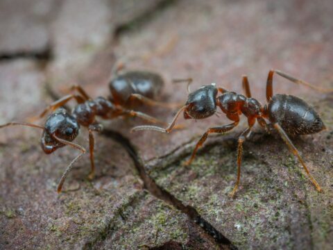 Come si fa a capire da dove escono le formiche