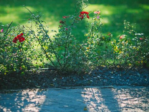 Come realizzare un'aiuola rocciosa in giardino