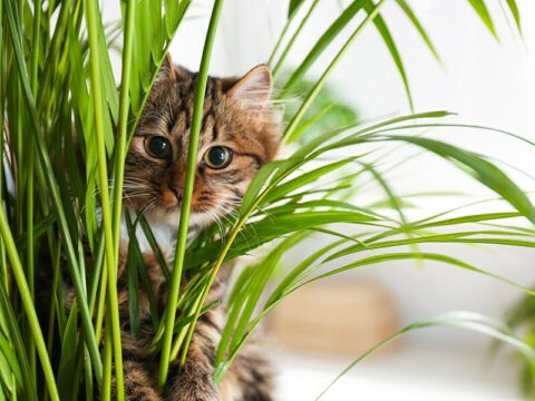 Uomo crea una trappola per spaventare e cacciare i gatti dal giardino