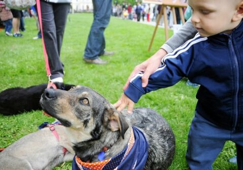 Come accarezzare il cane