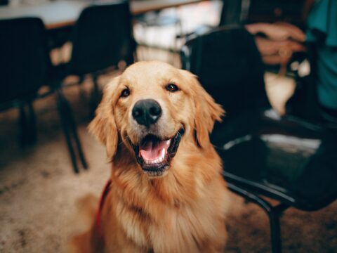 Ciotola per il cane fai da te